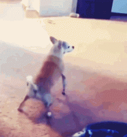 1633198040454.gif