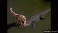 1633224502579.gif