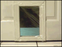 Cat_2c7919_1576586.gif