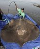 bigfish.jpg