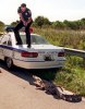 Alligator & Cop.jpg