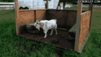 funny-animals-goat.gif