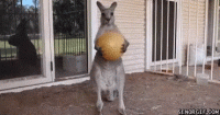 kangaroo-drop.gif