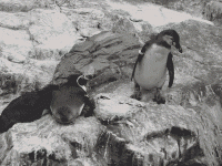 Penguin-Knocks-Other-Penguin-Into-Water.gif