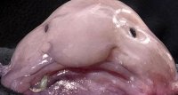 nightmarefish8.jpg