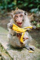 6f15d323151469113a35c969e77a80ac--photo-credit-monkey-business.jpg