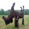 Horseman.jpg