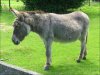 donkeyf.jpg