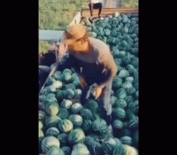 img(3).gif