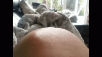 belly-gif-1.gif