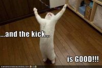 funny-pictures-cat-likes-the-kick.jpg