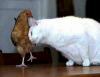 chicken_and_Cat.png