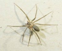 Brown Recluse1 (4).jpg