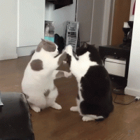 Hilarious-Cat-Gifs.gif