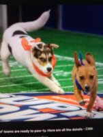 puppy bowl.jpg