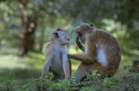 aLftDh9.gif