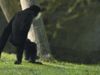 200w (1).gif