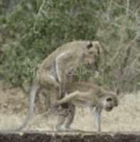 b168186918f74613c6acd24c695cb95a_w200.gif