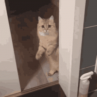 845df1aefc6a5e37ae575327a0cc6e43.gif