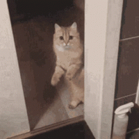 door-hide.gif