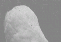 75F5A91E-3695-437A-997B-60E722ED5569.gif