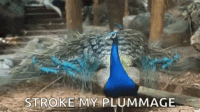 1647567665029.gif