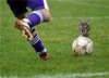 ball and cat.jpg
