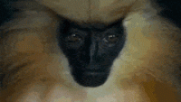 BelatedRaggedDragonfly-max-1mb.gif