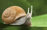R4IC.gif