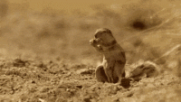 1649868810543.gif