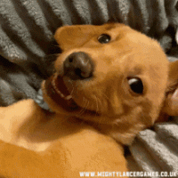 tenor (13) (1).gif