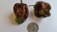 Moruga_Scorpion_Chocolate_50_b_800x.jpg