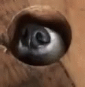sniffing-doggy.gif