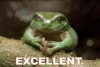 excellent.png