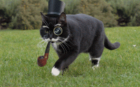 A-black-cat-with-white-boots-walking-across-a-lawn..gif