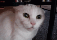 1654873601890.gif