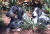 RockiTopperFlowerBed.jpg