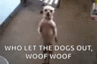 dancing-dog-weekend-vibe.gif dancing-dog-weekend-vibe.gif