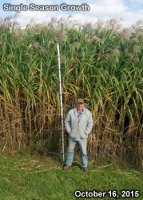 standingcrop.jpg