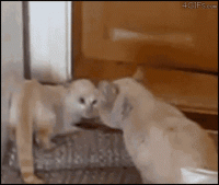 cat-backflip.gif
