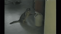 20220704_132717.gif