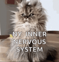 1656961146173.gif