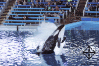 0BA0242E-6D03-4D98-BC78-58CCCFDD3A22.gif