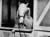 1horse caller.jpg