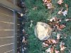 Stump 1 10_28_12.jpg Stump 1 10_28_12.jpg