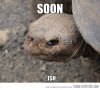 funny-angry-turtle-face-soon.jpg