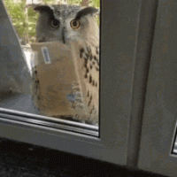 6D9E9825-7158-4B4D-BEB5-B1666C2B74FA.gif