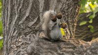 squirrel-juggling-acorns.gif