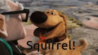 squirrel-dog.gif