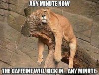 caf41db62c96642343decd1afc77e4b5.jpg